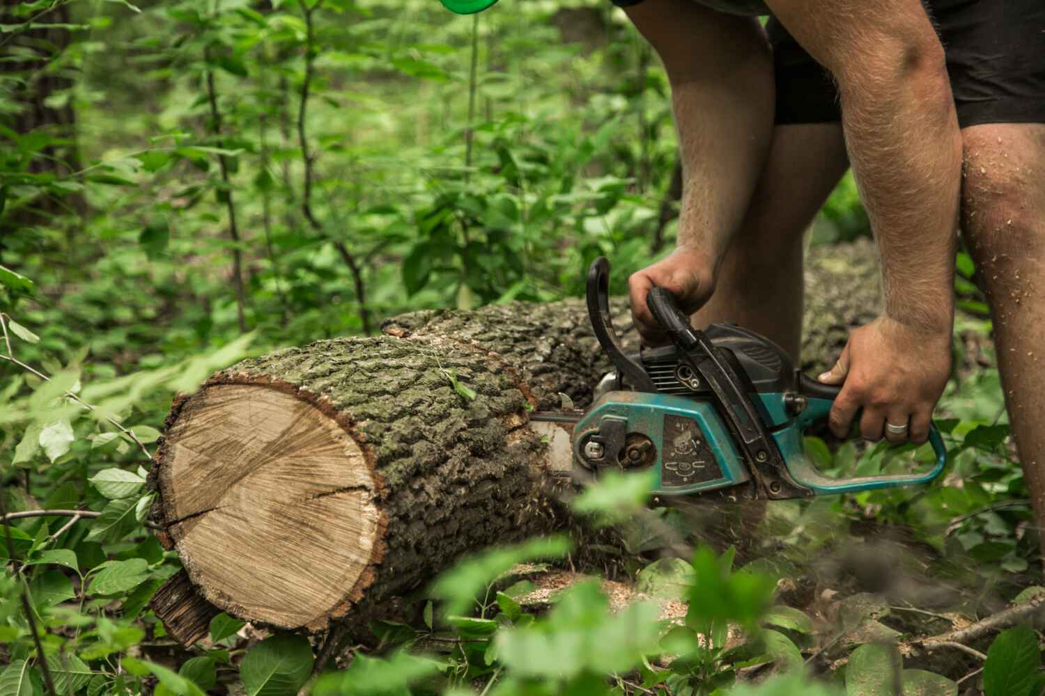 The Steps Involved in Our Tree Care Process in Fall River, WI